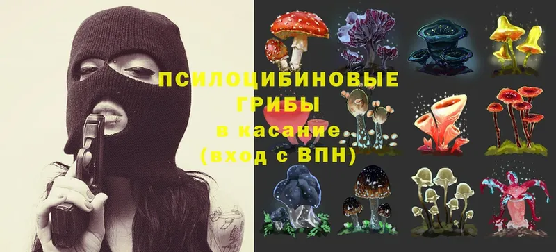 Галлюциногенные грибы Psilocybe  Камышин 